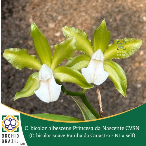 FFD8D941-5353-40DF-B48F-22779CEE90E7_1_105_c