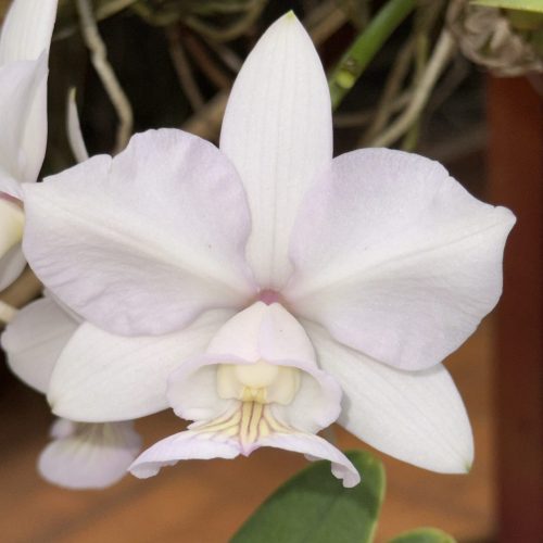 C. nobilior amaliae Gogó da Ema CVSN
(C. n. amaliae Edilene - Nt x C. n. amaliae Pink Brazil - Nt)